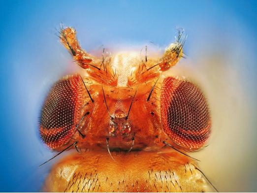 Drosophila : 제거하는 방법?