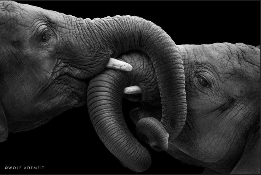 코끼리로서의 사랑