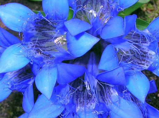 왜 푸른 꽃의 꿈?