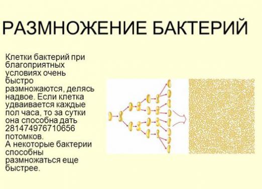 박테리아는 어떻게 증식합니까?